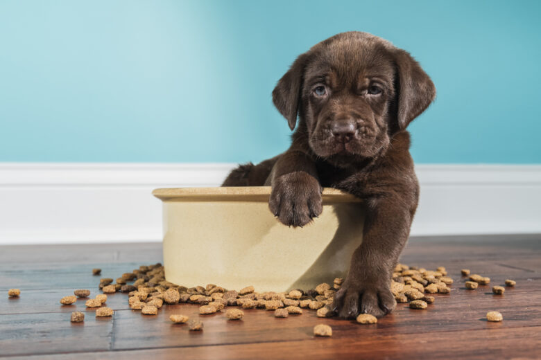 8 subtle warning signs your dog is trying to tell you they’re in pain